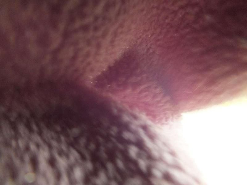 Gebraucht Ford Focus Active 120 PS (88 kW) 2020 Silber Kombi