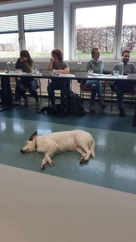 Gebraucht BMW 114 95 PS (69 kW) 2015 Weiß Kleinwagen