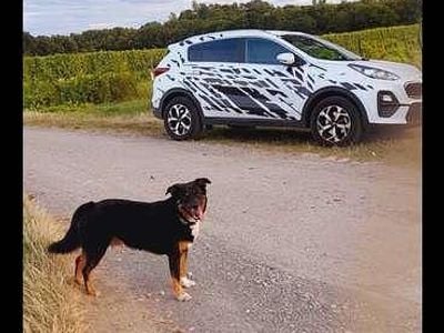 gebraucht Kia Sportage 1,6 CRDI SCR MHD weiss,schwarz foliert