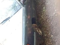 gebraucht Audi 100 CC