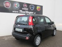 Neu Fiat Panda Icon 65 PS (47 kW) 2026 Kleinwagen