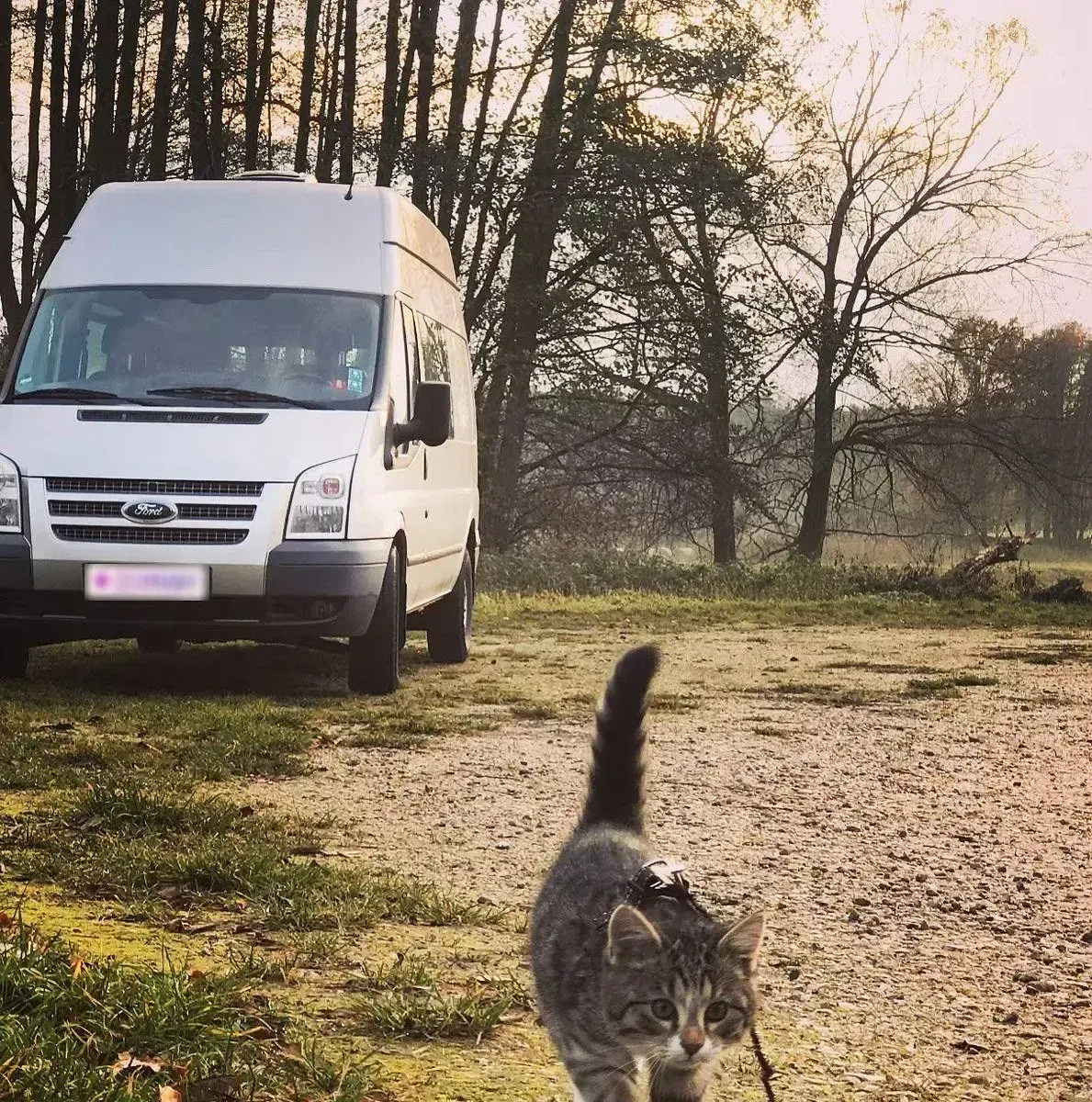 Usata Ford Transit 125 CV (91 kW) 2013 Grigio Monovolume