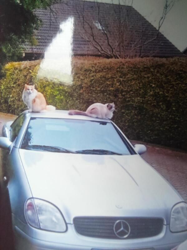 Silber Gebraucht 1998 Mercedes SLK200 Cabrio | 5.200 € (Fairer Preis) - Bild 1/4
