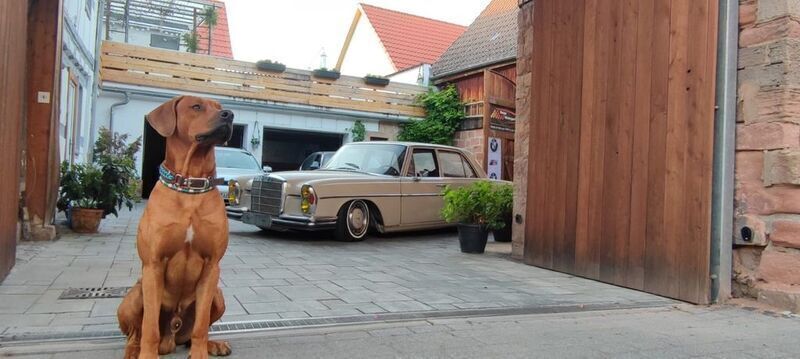 Gebraucht 1972 Mercedes 280 SE Limousine | 15.999 € - Bild 1/4