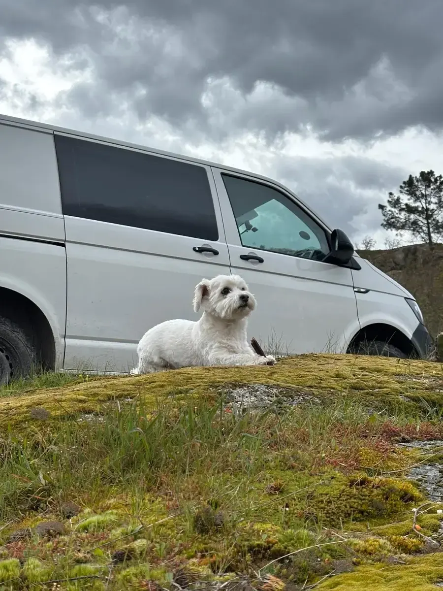 Second-hand VW Transporter 150 CP (110 kW) 2019 Alb Van