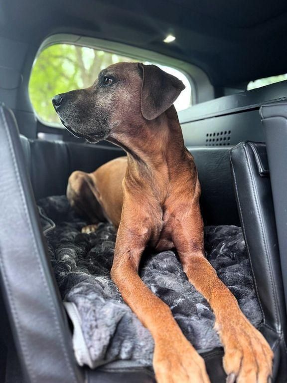 Gebraucht Land Rover Defender Dynamic 300 PS (220 kW) 2023 Grau SUV