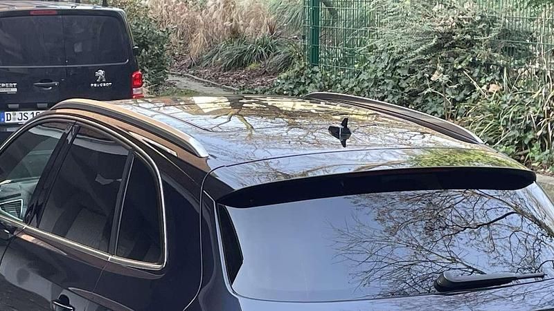 Gebraucht Audi Q5 224 PS (164 kW) 2013 Blau SUV