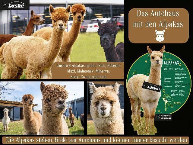 Gebraucht Mercedes CLE220 197 PS (144 kW) 2024