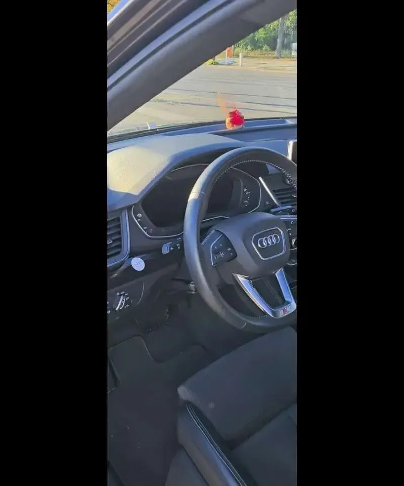 Gebraucht Audi Q5 Sport 299 PS (219 kW) 2020 SUV