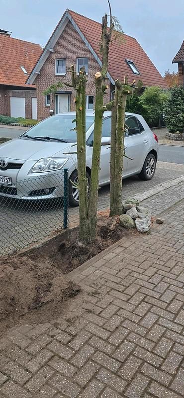 Gebraucht Toyota Auris 124 PS (91 kW) 2008 Silber Kleinwagen