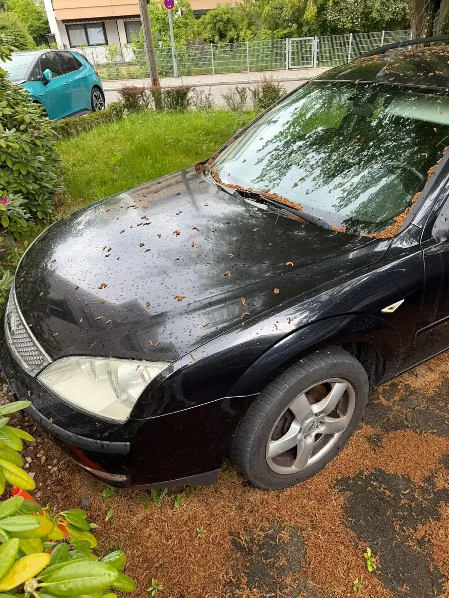 Używany Ford Mondeo 115 KM (84 kW) 2003 Czarny Kombi