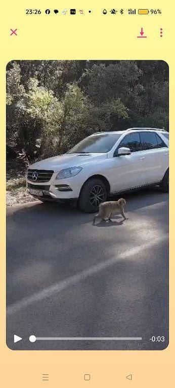 Weiß Gebraucht 2013 Mercedes ML250 SUV | 19.000 € (Guter Preis) - Bild 1/4