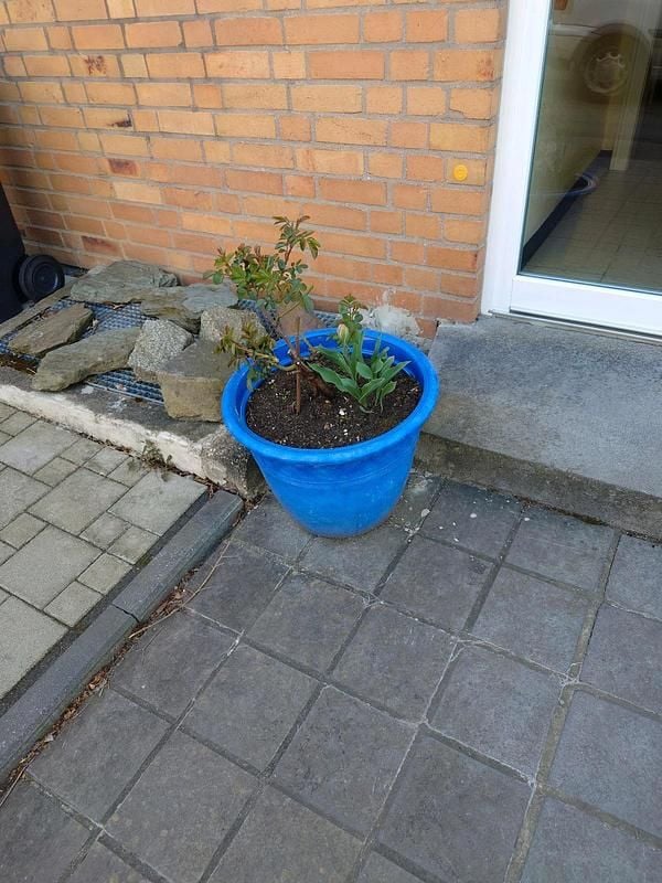 Gebraucht Honda CR-Z 124 PS (91 kW) 2010 Blau Coupé