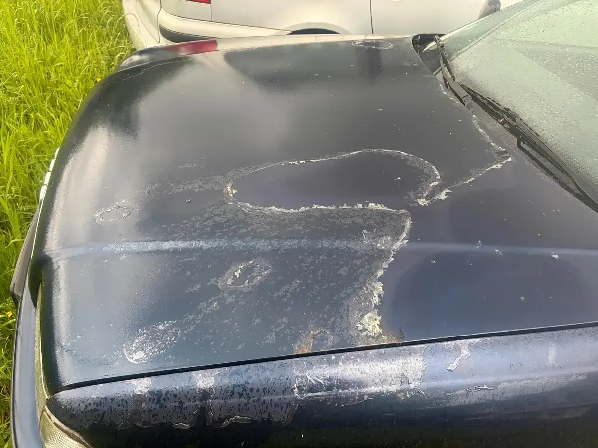 Brugt Audi 80 1994 Blå Stationcar