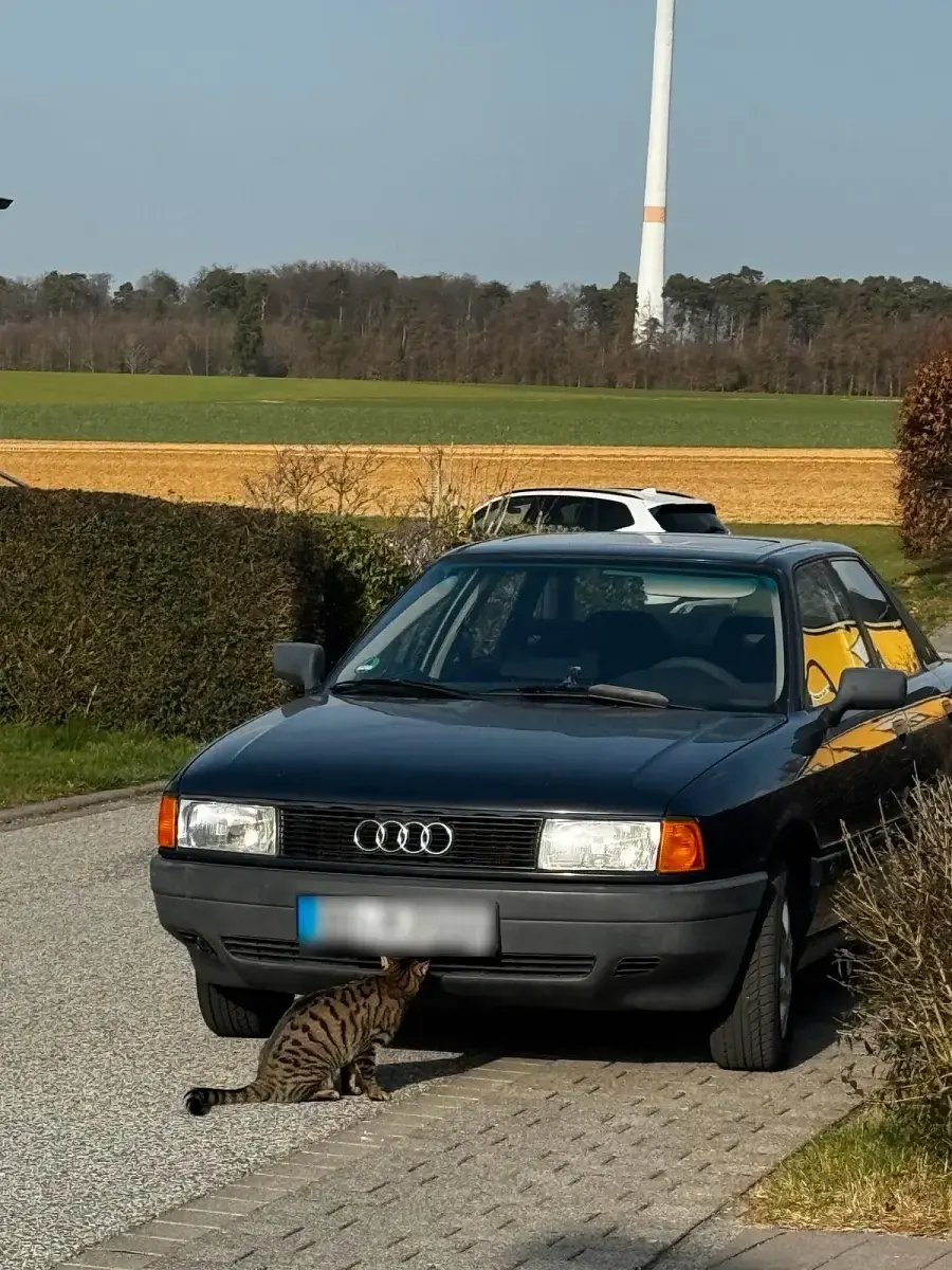 Gebraucht Audi 80 90 PS (66 kW) 1991 Blau Limousine