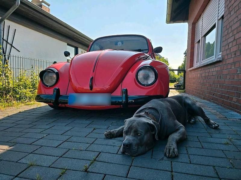 Gebraucht VW Käfer 34 PS (25 kW) 1974 Rot Coupé