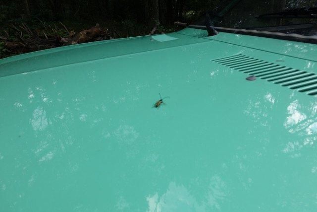 Gebraucht Opel Rekord 75 PS (55 kW) 1976 Grün Coupé