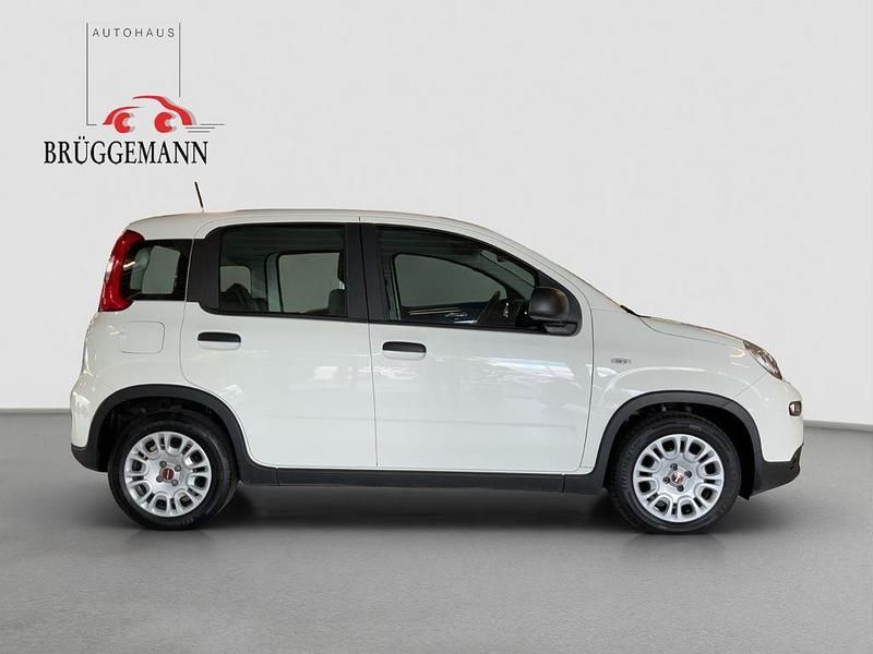 Gebraucht Fiat Panda 69 PS (50 kW) 2023 (weiss) Kleinwagen