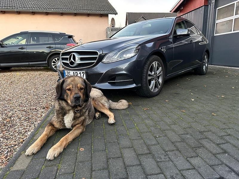 Gebraucht Mercedes E300 Avantgarde 231 PS (169 kW) 2014 Grau Limousine
