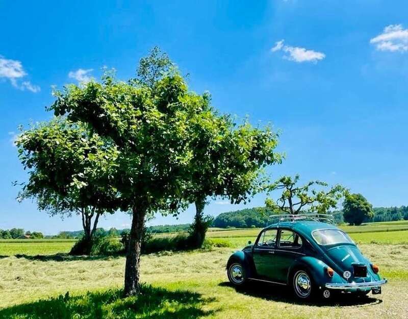 Grün Gebraucht 1967 VW Käfer | 20.654 € - Bild 1/4