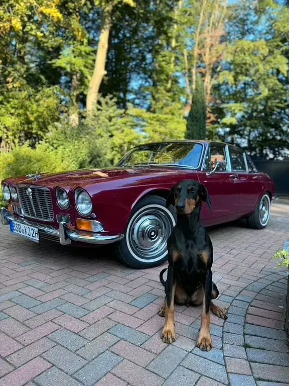 Gebraucht Jaguar XJ6 205 PS (150 kW) 1971 Rot Limousine