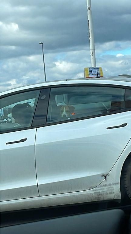 Gebraucht Tesla Model 3 Standard Range Plus 225 kW (306 PS) 2021 Weiß Limousine