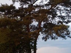 Schwarz Gebraucht 2010 Audi R8 Coupé Sport Coupé | 58.499 € (Guter Preis)