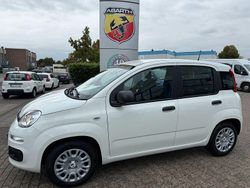 Weiß Neu 2025 Fiat Panda Icon Kleinwagen | 15.990 € (Fairer Preis)