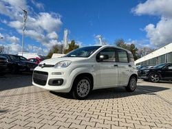 Gelato weiß Gebraucht 2020 Fiat Panda Easy Kleinwagen | 10.990 € (Fairer Preis)