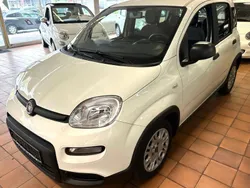 Weiß Gebraucht 2023 Fiat Panda Kleinwagen | 13.500 € (Fairer Preis)