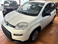 Weiß Gebraucht 2023 Fiat Panda Kleinwagen | 12.900 € (Fairer Preis)
