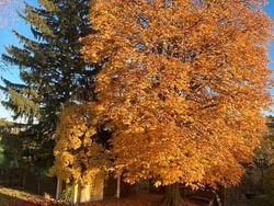 Silber Gebraucht 1996 Audi S6 Kombi | 15.888 €