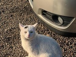 Grau Gebraucht 2004 Toyota Corolla Limousine | 3.799 € (Fairer Preis)