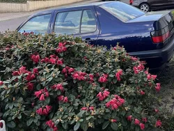 Blau Gebraucht 1998 VW Vento Limousine | 850 €