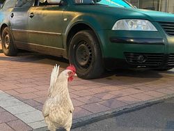 Grün Gebraucht 2003 VW Passat Kombi | 1.700 € (Fairer Preis)