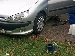 Silber Gebraucht 2005 Peugeot 206 Kleinwagen | 1.500 € (Fairer Preis)