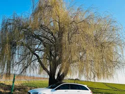 Weiß Gebraucht 2017 Mercedes E43 AMG AMG Limousine | 29.999 € (Guter Preis)