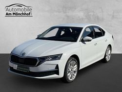 Weiß Gebraucht 2024 Skoda Octavia Selection Limousine | 30.990 € (Fairer Preis)