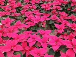 Grau Gebraucht 2003 Audi A4 Limousine | 2.000 € (Fairer Preis)