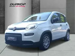 Weiß Neu 2025 Fiat Panda Kleinwagen | 14.990 €
