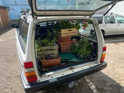 Weiß Gebraucht 1987 Volvo 240 Kombi | 6.666 €