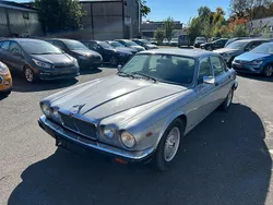 Grau Gebraucht 1984 Jaguar XJ Limousine | 3.999 €