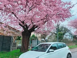 Weiß Gebraucht 2024 Hyundai i20 Trend Kleinwagen | 18.500 € (Fairer Preis)