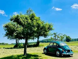 Grün Gebraucht 1967 VW Käfer | 20.654 €