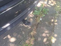 Grau Gebraucht 2020 Mazda CX-5 Sports-Line SUV | 15.800 € (Guter Preis)