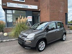 Grau Gebraucht 2024 Fiat Panda Kleinwagen | 13.280 € (Fairer Preis)