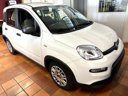 Weiß Gebraucht 2023 Fiat Panda Kleinwagen | 11.900 € (Fairer Preis)