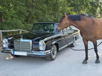 Gebraucht Mercedes 280 200 PS (147 kW) 1971 Schwarz