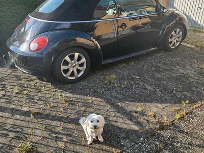 VW Beetle