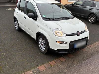 Gebraucht Fiat Panda 69 PS (50 kW) 2023 Weiß Kleinwagen